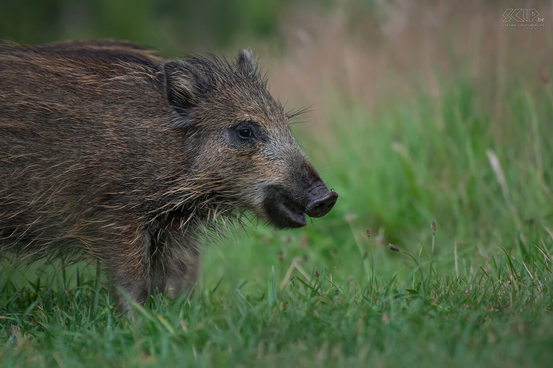 Jong everzwijn De kleinste everzwijnen worden frislingen genoemd maar van zodra ze na 2 jaar bij hun moeder weggaan worden ze overlopers genoemd. Deze everzwijnen wegen tussen de 25 en 40kg. Stefan Cruysberghs